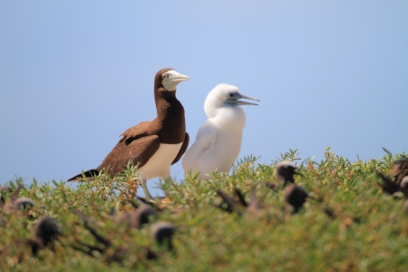 Brown Booby  Sula leucogaster  in Japanの写真素材