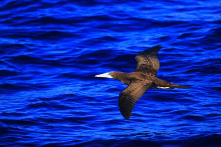 Brown Booby  Sula leucogaster  in Japanの写真素材
