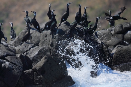 Japanese Cormorant  Phalacrocorax capillatus  in Hokkaido,Japanの写真素材