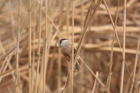  Reed Parrotbill  Paradoxornis heudei  in Chinaの写真素材