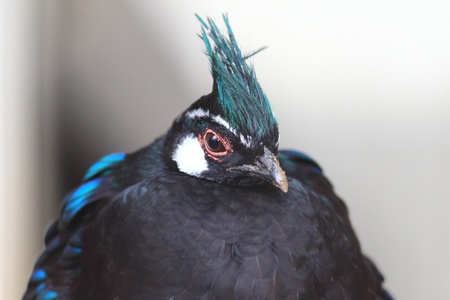 Palawan Peacock Pheasant  Polyplectron napoleonis 
