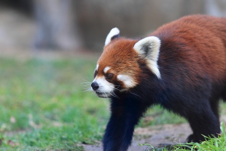 Red panda bearの写真素材