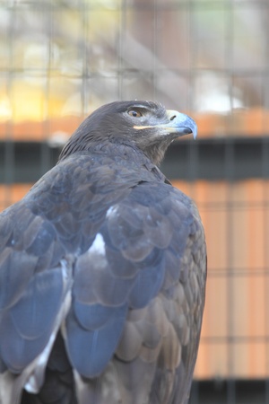 steppe eagle  Aquila nipalensis 