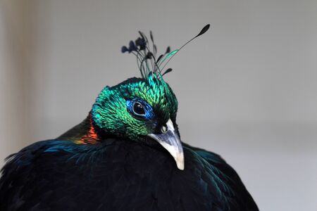 Himalayan Monal  Lophophorus impejanus の写真素材