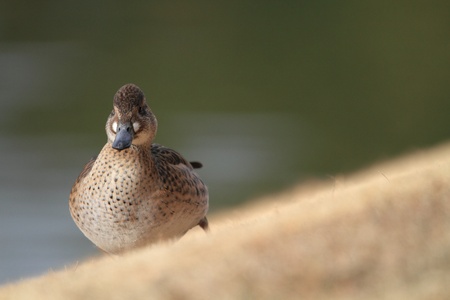baikal teal   anas formosa  Femaleの写真素材