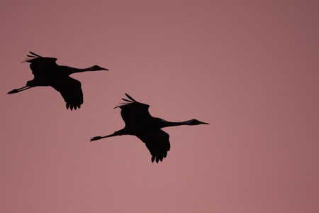 White-naped crane Grus vipio  in izumi,kagoshima,japanの写真素材