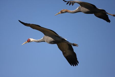 White-naped crane Grus vipio  in izumi,kagoshima,japanの写真素材