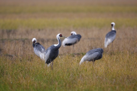 White-naped crane Grus vipio  in izumi,kagoshima,japanの写真素材