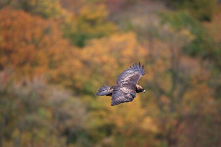 Golden eagle  Aquila chrysaetos  flying In Japan