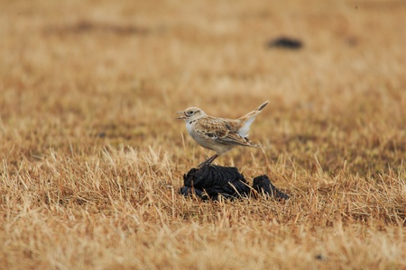 Tibetan Lark  Melanocorypha maxima  in Qinghai,Chinaの写真素材