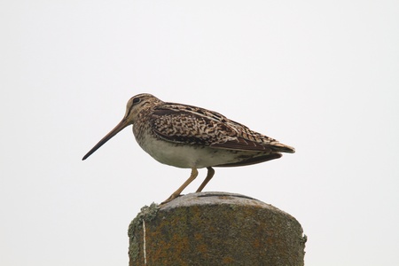 Latham s  Japanese  Snipe  Gallinago hardwickii  in Hokkaido,Japanの写真素材