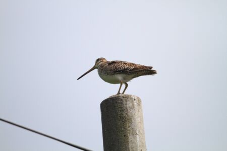 Latham s  Japanese  Snipe  Gallinago hardwickii  in Hokkaido,Japanの写真素材
