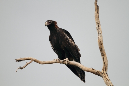 Wedge-tailed Eagle  Aquila audax  in Australiaの写真素材