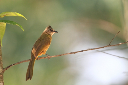 Flavescent Bulbul  Pycnonotus flavescens  in Thailand