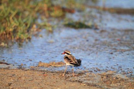 Black-fronted Dotterel (Elseyornis melanops) in Australiaの写真素材