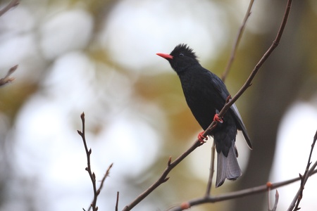 Black Bulbul  Hypsipetes leucocephalus の写真素材