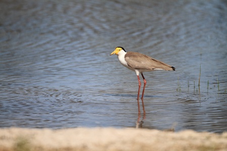 Masked Lapwing Vanellus miles in Australia