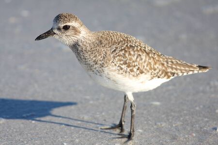 Grey Plover  Pluvialis squatarola  in Florida,America