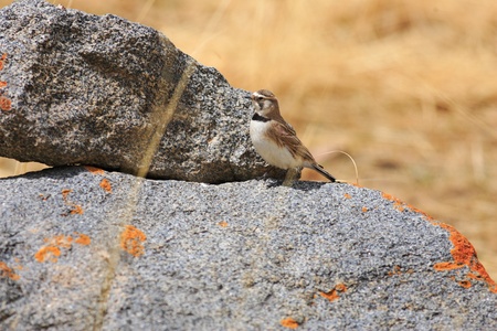 Horned Lark  Eremophila alpestris の写真素材