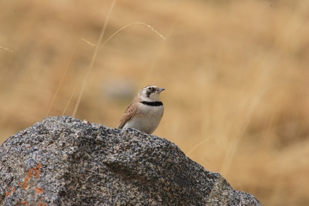 Horned Lark  Eremophila alpestris の写真素材