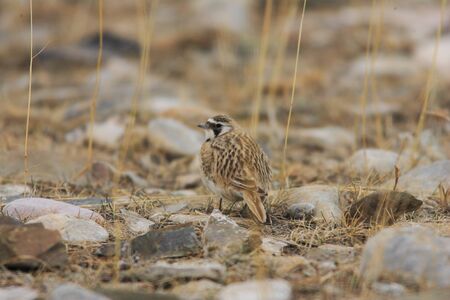 Horned Lark  Eremophila alpestris の写真素材