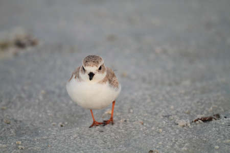 Endangered Piping Plover, Charadrius melodus, on dark gray or brown beach sandの写真素材