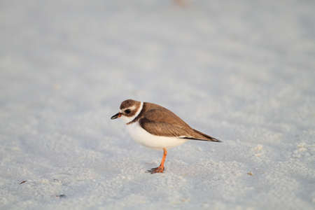Semipalmated Plover  Charadrius semipalmatus  in Florida,America の写真素材