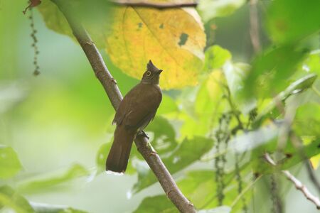 Yellow-wattled Bulbul  Pycnonotus urostictus  in Philippinesの写真素材