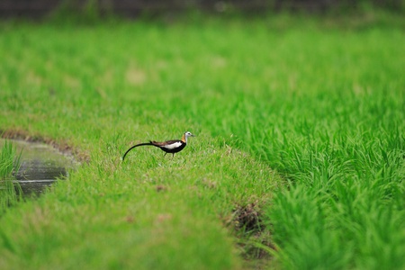 Pheasant-tailed jacana  Hydrophasianus chirurgus  in Japanの写真素材