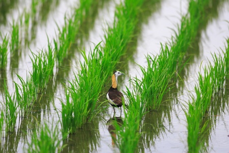 Pheasant-tailed jacana  Hydrophasianus chirurgus  in Japanの写真素材