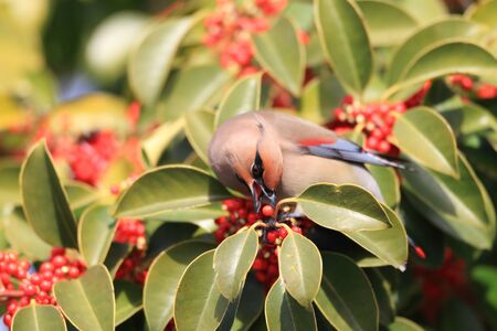Japanese Waxwing  Bombycilla japonica  in Japanの写真素材