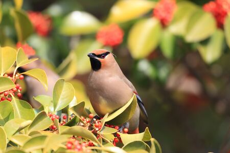 Japanese Waxwing  Bombycilla japonica  in Japanの写真素材