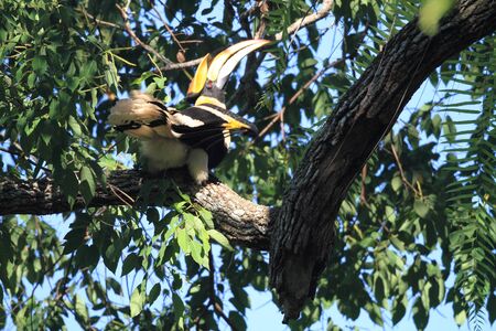 Great hornbillの写真素材