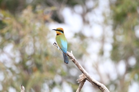 Rainbow Bee-eater  Merops ornatus  in Australiaの写真素材