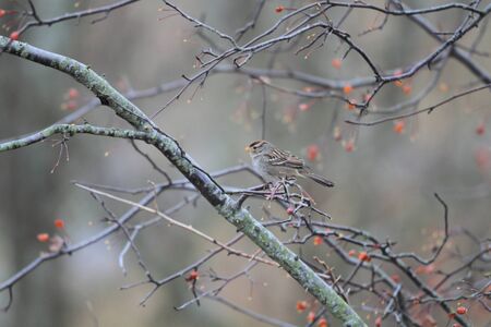 Whitethroated Sparrow Zonotrichia albicollis in Canadaの写真素材