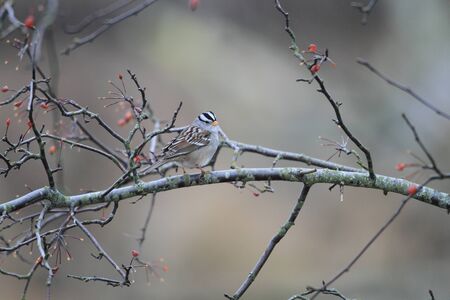 Whitethroated Sparrow Zonotrichia albicollis in Canadaの写真素材