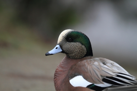 American Wigeon  Anas americana  in Canadaの写真素材