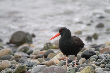 Black Oystercatcher  Haematopus bachmani  in Canadaの写真素材