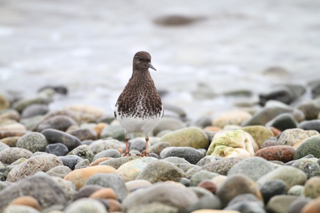 Black Turnstone  Arenaria melanocephala の写真素材
