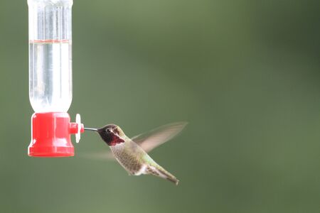 Anna s Hummingbird  Calypte anna   in Vancouver,Canadaの写真素材