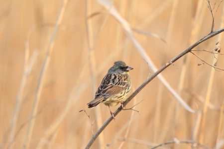  Black-faced bunting  emberiza spodocephala in Japanの写真素材
