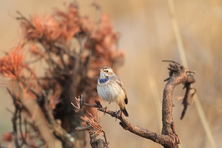  Bluethroat luscinia svecica in Japan