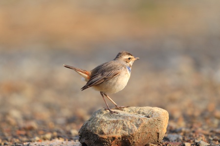  Bluethroat luscinia svecica in Japanの写真素材