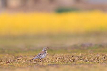 Fieldfare thrush  Turdus pilaris  first winter in Japan 