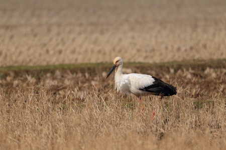 Oriental Stork  Ciconia boyciana  in Japanの写真素材