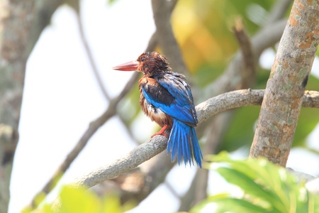 White throated Kingfisher  Halcyon smyrnensis  の写真素材