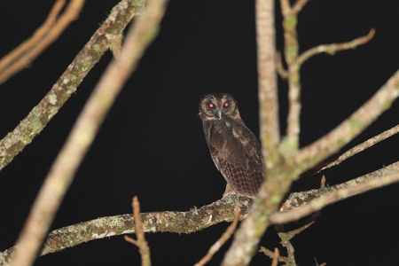 Brown Wood-owlの写真素材