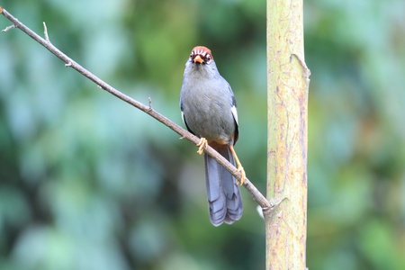 Chestnut-capped Laughingthrush  Garrulax mitratus  in Malaysiaの写真素材
