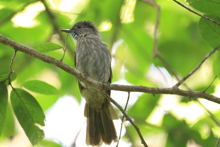 Mountain Bulbul  Ixos mcclellandii  in Malaysiaの写真素材