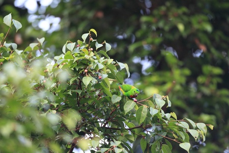 Bluecrowned Hanging Parrot Loriculus galgulus in Malaysia